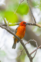 Mauritius, red fody, Foudia madagascariensis, perching on twig - MMAF00473