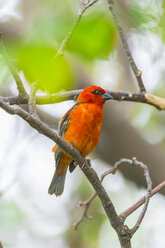 Mauritius, Rotfüßler, Foudia madagascariensis, auf einem Zweig sitzend - MMAF00473