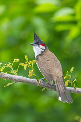 Mauritius, Rotbartbülbül, Pycnonotus jocosus, auf einem Zweig sitzend - MMAF00474