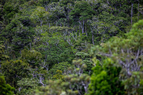 Mauritius, Bezirk Riviere Noire, Urwald - MMAF00475