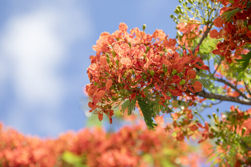 Mauritius, flame tree, Delonix regia - MMAF00479