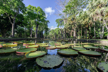 Mauritius, Sir Seewoosagur Ramgoolam Botanical Garden, Blätter der Amazonas-Riesenseerose am Teich, Victoria amazonica - MMAF00481