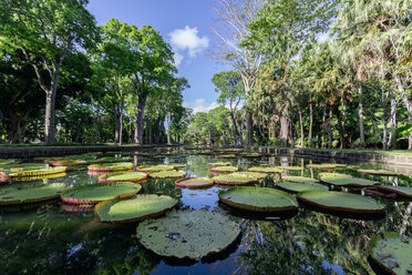 Mauritius, Sir Seewoosagur Ramgoolam Botanical Garden, leaves of Amazonas Giant Water Lily on pond, Victoria amazonica - MMAF00481