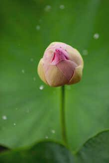 Amazonas-Riesenseerose, Victoria amazonica - MMAF00482