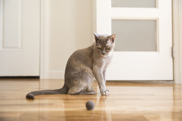 Tonkinesenkatze spielt mit Filzkugel - MFRF01162