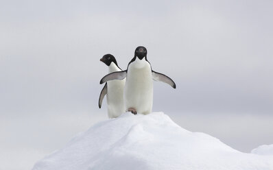 Adeliepinguine auf einer Eisscholle im südlichen Ozean, 180 Meilen nördlich der Ostantarktis, Antarktis - ISF19126