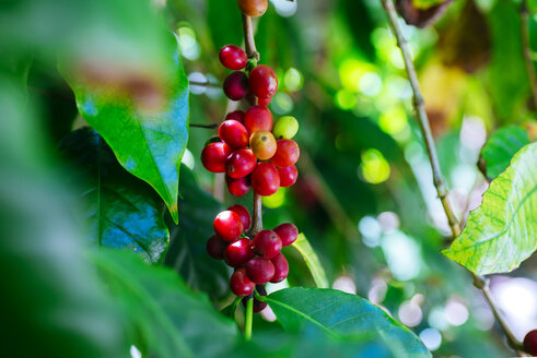 Spanien, Kanarische Inseln, Gran Canaria, Coffea, Nahaufnahme einer Kaffeepflanze mit roter Schale - KIJF01980