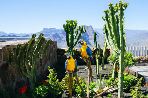 Spanien, Kanarische Inseln, Gran Canaria, Papageienpärchen, blau-gelbe Aras - KIJF01985