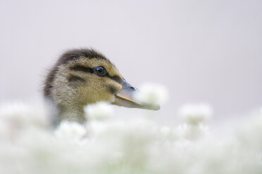 Portrait of duckling in clover - MJOF01539