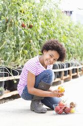 Girl picking fresh tomatoes - ISF19233