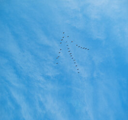 Vögel fliegen in Pfeilformation über blauem Meer - ISF19440