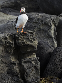 Papageientaucher auf den Felsen der Insel Aurei - MINF03086