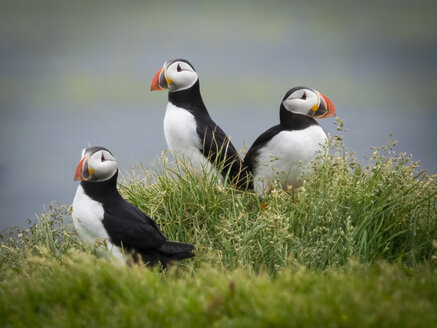 Drei Papageientaucher im Gras auf den Klippen von Dyrholaey. - MINF03096