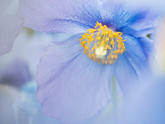 Eine blaue Mohnblume, Nahaufnahme mit Regentropfen auf den Blütenblättern. - MINF03098