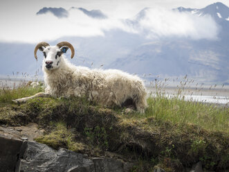 A goat with large horns resting on a rocky outcrop. - MINF03106