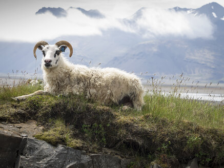 A goat with large horns resting on a rocky outcrop. - MINF03106