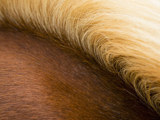 The thick pale gold mane of a bay horse. - MINF03108