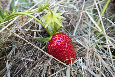 Germany, ripe red strawberry, mulched - NDF00768