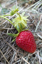 Germany, ripe red strawberry, mulched - NDF00769