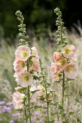 Stockrose, Alcea rosea - NDF00772