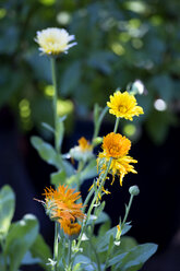 Ringelblume, Calendula officinalis - NDF00773