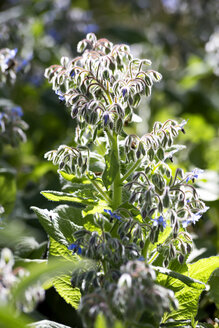 Borretsch, Borago officinalis - NDF00776