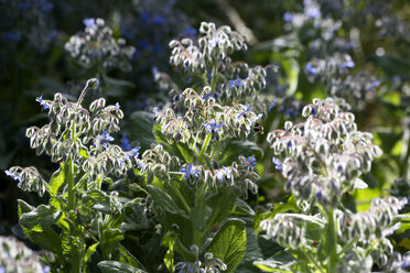 Borretsch, Borago officinalis - NDF00777