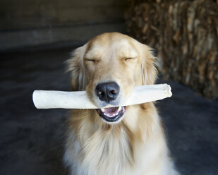 Portrait of golden retriever with eyes closed and dog chew - ISF19602