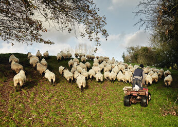 A farmer driving a quadbike herding a flock of sheep over the brow of a hill. - MINF03235