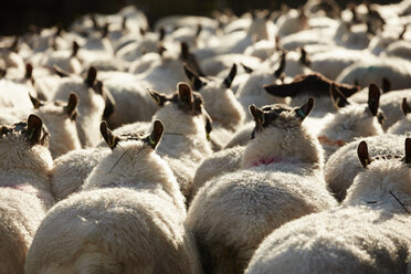 Eine Herde von Schafen mit breitem Rücken und dickem Fell, die zusammengetrieben werden. - MINF03242