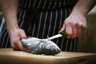 Close up of a chef scaling a fresh fish. - MINF03374