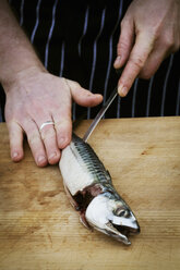 Close up of a chef filleting a fresh Mackerel. - MINF03379