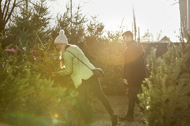 A man and woman choosing a traditional pine tree, Christmas tree from a large selection at a garden centre. - MINF03393