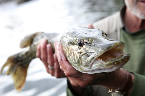 Ein Angler hält einen großen Hecht mit weitem Maul, einen Fang., lizenzfreies Stockfoto