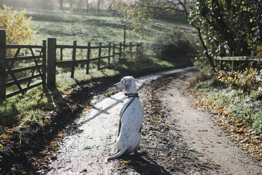 Ein Hund auf einem Feldweg im Winter. - MINF03513