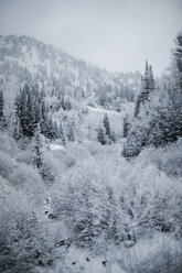 The mountains in winter, view of pine forests in snow. - MINF03527