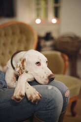 A woman seated on a sofa with a large dog with his head on her lap. - MINF03535