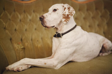 Ein großer Hund sitzt auf einem Sofa mit Knopfleiste. - MINF03537