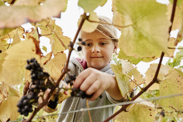 A young girl using secateurs to cut a bunch of black grapes off the vine. - MINF03604