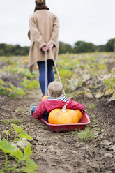 A woman towing a small red sledge with a child and a load of pumpkins. - MINF03620