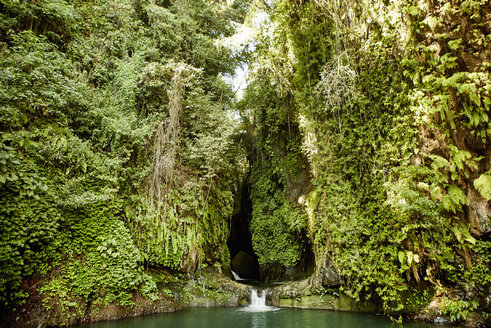 Dichter Dschungel, hohe Bäume mit üppigem Blattwerk, ein Wasserfall, der in ein Becken stürzt. - MINF03672