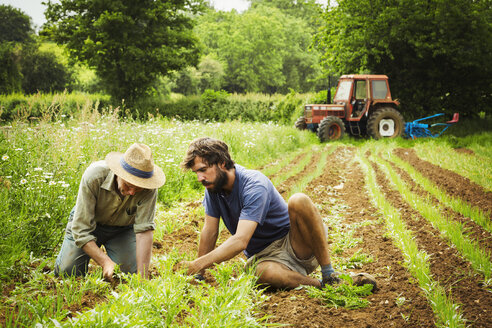 Zwei Männer pflegen Reihen von kleinen Pflanzen auf einem Feld. - MINF03817