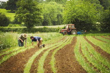 Two men tending rows of small plants in a field. - MINF03819