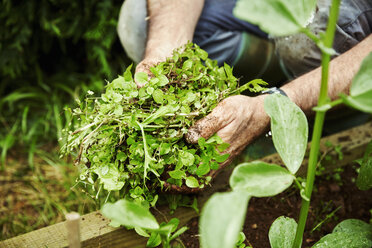 Gardener holding handful of weeds. - MINF03822