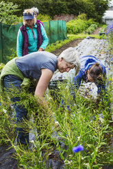 Drei reife Frauen bei der Arbeit in den Blumenbeeten eines biologischen Blumengartens. - MINF03853