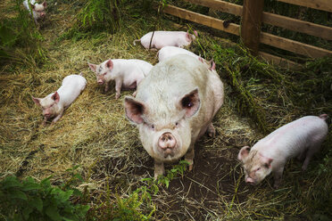 Pigs raised in free range open air conditions on a farm. - MINF03898