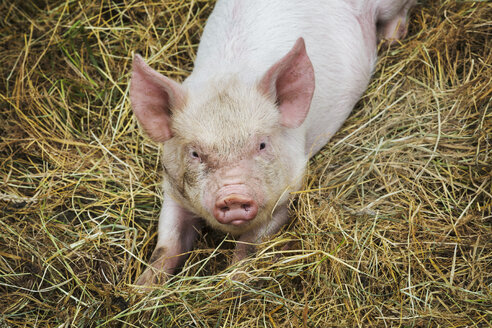 Schweine, die in einem landwirtschaftlichen Betrieb in Freilandhaltung aufgezogen werden. - MINF03899