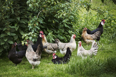 Kleine Herde von Haushühnern in einem Garten. - MINF03904