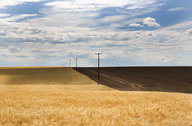 Landschaft mit goldenen Feldern und Pylonen entlang der Landstraße unter einem bewölkten Himmel. - MINF03919