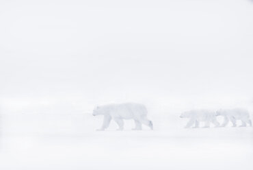 Eisbärin beim Spaziergang mit ihren beiden Jungen im Schnee. - MINF03938